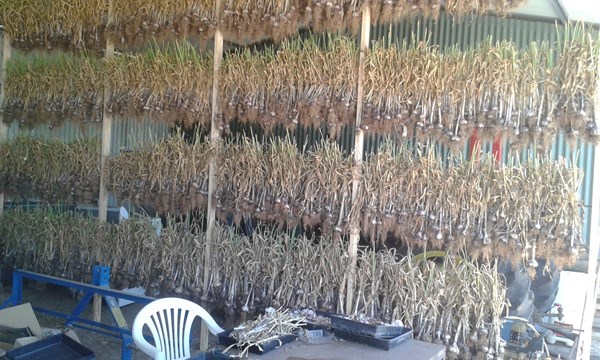 Garlic drying 2015